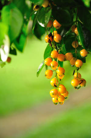 pigeon-berryの写真素材