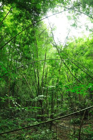 bamboo forestの写真素材