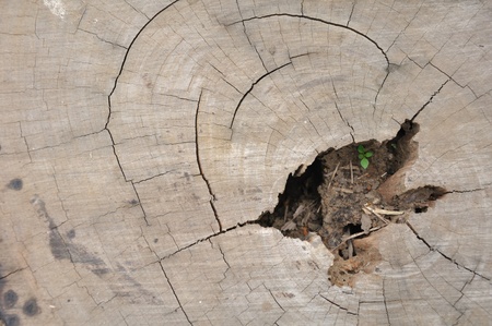 Wood grain texture detailing 