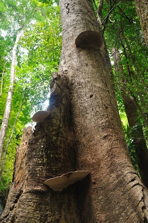Mushroom on big tree