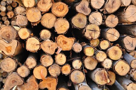 Section of the circular timberの写真素材