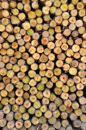 Section of the circular timber