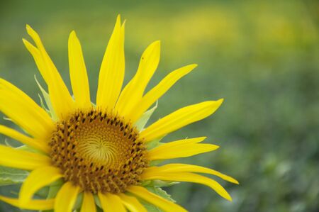 Sunflower on green background