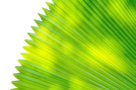 Green palm tree leaf as a background