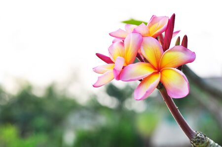 Branch of tropical flowersの写真素材