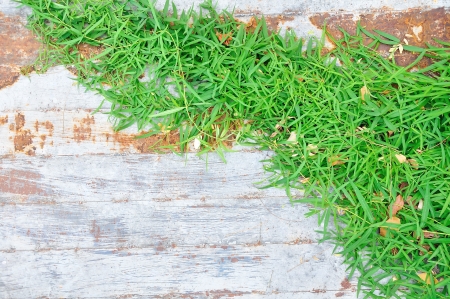 Green leaf on a old white metalの写真素材