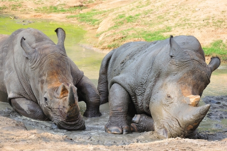 Black Rhinocerosの写真素材