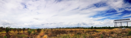 Panorama of palm Plantationの写真素材
