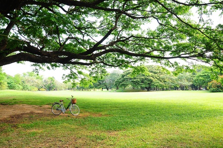 bicycle on green grass under Big treeの写真素材