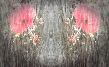 Red Hibiscus flower on wood backgroundの写真素材