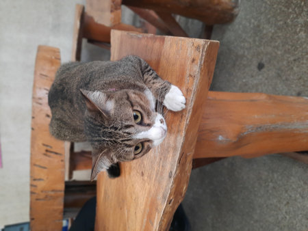 Cute tabby cat is sitting on the wooden chair in the garden.の写真素材