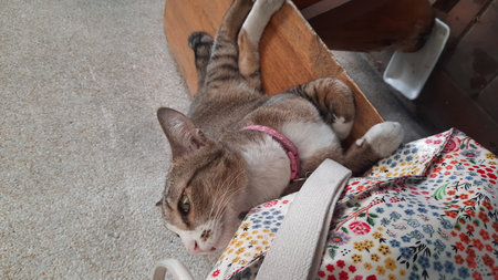 Cute cat lying on the floor in the living room at homeの写真素材