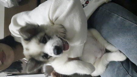 Welsh Corgi puppy in the arms of the owner.の写真素材