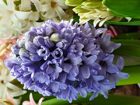 Beautiful hyacinths in a bouquet close-upの写真素材