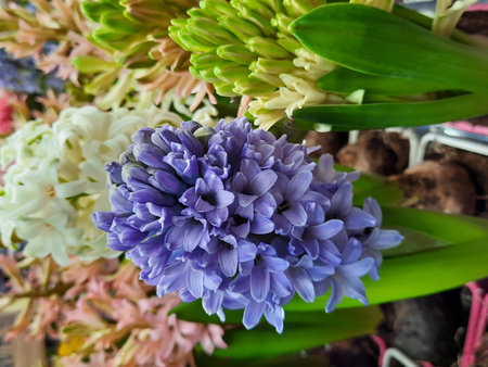 Hyacinths in a flower pot, closeup of photoの写真素材