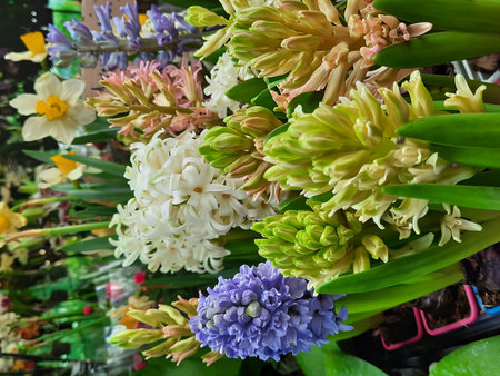 colorful hyacinths in the flower market, stock photoの写真素材