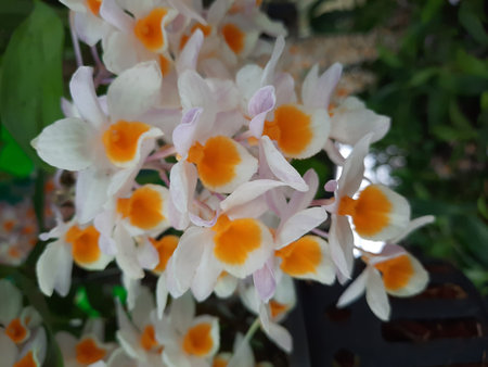 beautiful orchid flower in garden at thailand. (Dendrobium hybridum)の写真素材