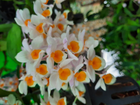 Orchids in the garden. Beautiful orchids in the garden.の写真素材