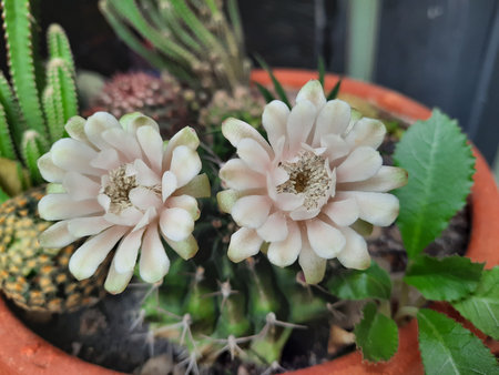 Cactus flower blooming in the pot,Cactus flower in the potの写真素材