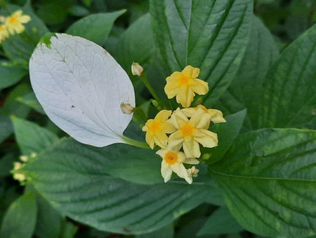 Dwarf yellow mussaenda, Yellow mussaenda. Beautiful yellow flowers with white leaf on green leaves in the gardenの写真素材