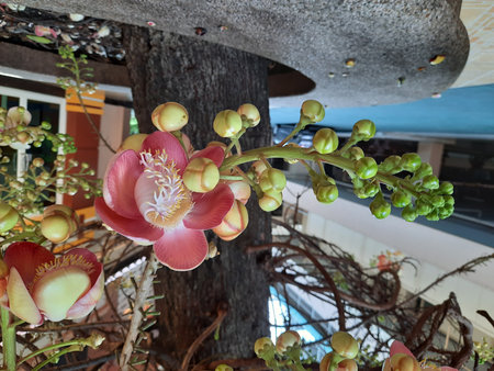 Cannonball tree, Cannonball tree, Sal Flower, Cannonball treeの写真素材