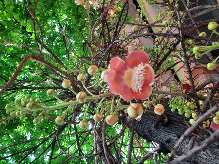 Cannonball tree or Cannonball tree, Sal Flower or Couroupita guianensisの写真素材