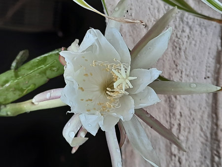 Flower of the cactus (Echinopsis grandiflora)の写真素材