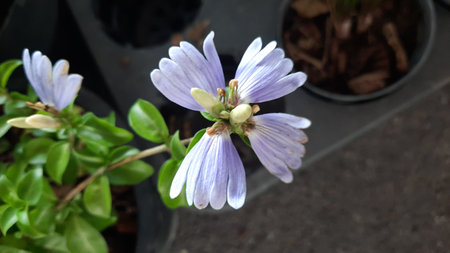 Purple flower in the garden. Close up of violet flower.の写真素材