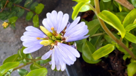 Close up of a purple flower in a pot on a sunny dayの写真素材