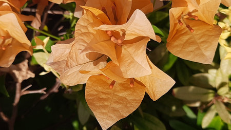 Bougainvillea flowers in the garden, close-upの写真素材