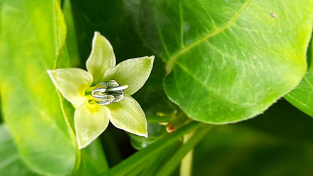 Close up of green leaf and flower with water drops on it.の写真素材