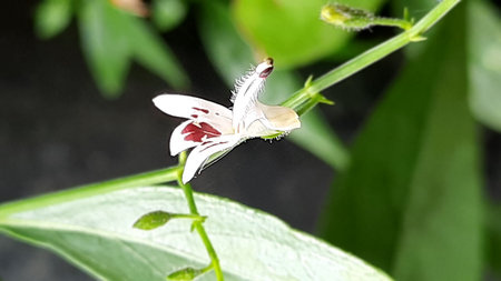 Beautiful white flower on a green leaf in the garden. Macro. Thalia geniculata L.の写真素材