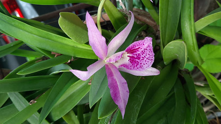 Beautiful purple orchid flower with green leaves in the garden.の写真素材