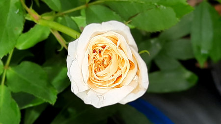 Beautiful white rose in the garden. Floral background. Nature.の写真素材