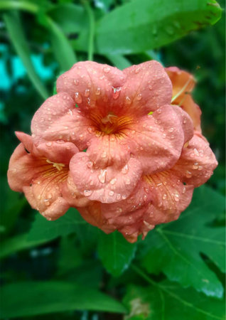 Close-up of Campsis grandiflora , Chinese Trumpet Vine , orange flower with water drops on the...