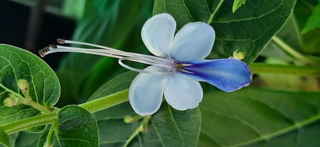 Close up of a blue flower with green leaves on a blurred backgroundの写真素材