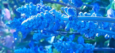 Blue Salvia flowers  close-up macro photographyの写真素材