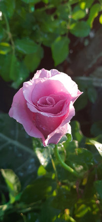 Beautiful pink rose in the garden. with clipping pathの写真素材