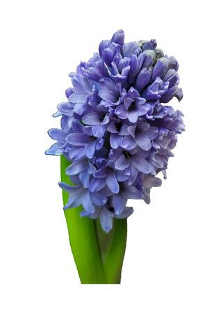 Blue hyacinth flower isolated on white background with clipping path.の写真素材