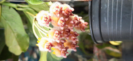 Blooming Hoya flower in the garden. Close up view.の写真素材