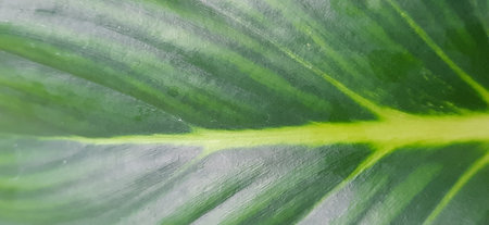 Close up shot of a green leaf in a botanical garden.の写真素材