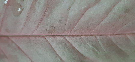 Close up of a leaf texture background.の写真素材