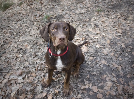 Young Brown Catahoula Leopard Dog in Woodの写真素材
