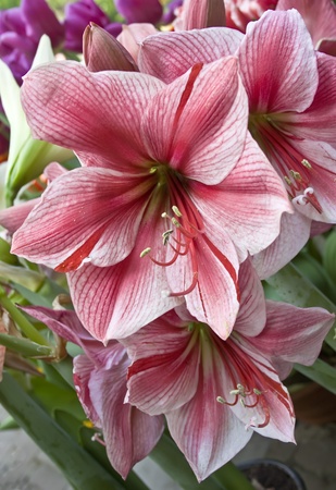 Pink Amaryllis Flowerの写真素材