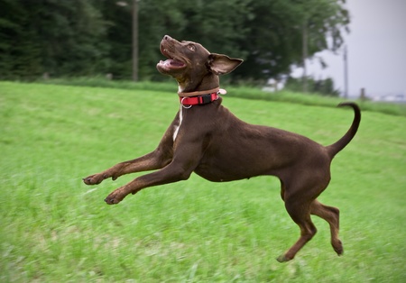 Young Brown Catahoula Leopard Dog Playing on a Meadowの写真素材