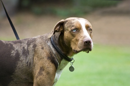 Adult Catahoula Leopard Dogの写真素材