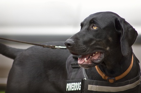 Black Solid Catahoula Leopard Dogのeditorial素材