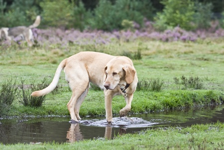 Old Ivory Labradorの写真素材
