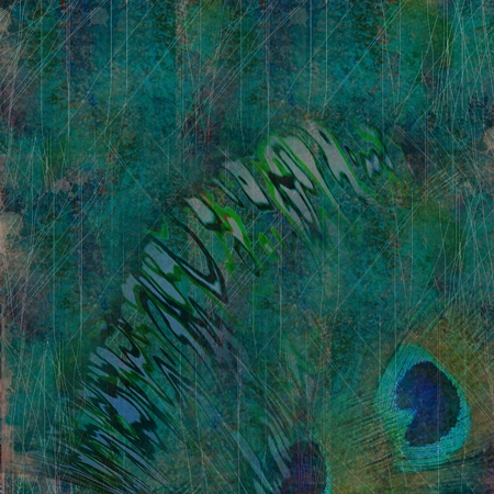 background exotic dark green and peacock featherの写真素材