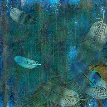 feather bird on dark backgroundの写真素材